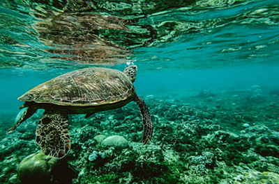 生物多樣性調(diào)查與評價(jià)